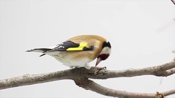 Chardonneret sur une branche d'arbre l'écran blanc — Video