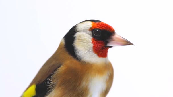 Retrato de um goldfinch na tela branca — Vídeo de Stock