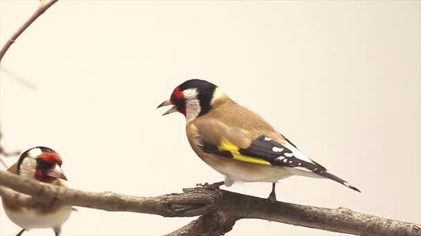 Dois goldfinch em um galho de árvore a tela branca — Vídeo de Stock