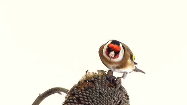 Goldfinch on a sunflower the white screen — Stock Video