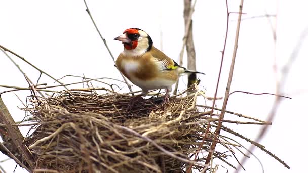 Goldfinch nära ett bo — Stockvideo