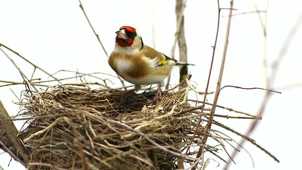 Goldfinch nära ett bo — Stockvideo