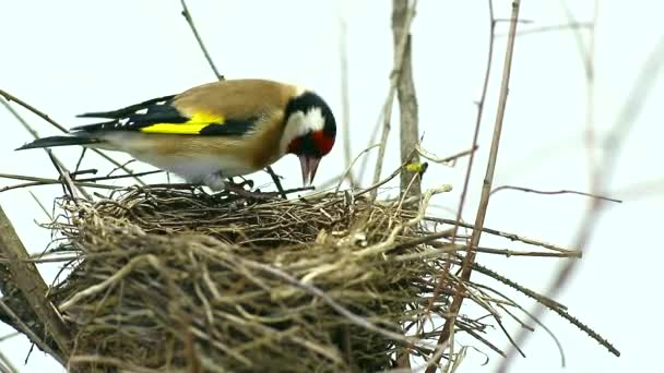 Goldfinch near a nest — Stock Video