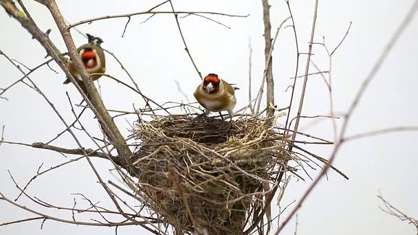 Dois goldfinches perto de um ninho — Vídeo de Stock