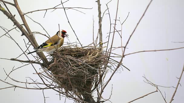 Goldfinch perto de um ninho — Vídeo de Stock