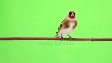 Saka kuşu bir ağaç dalı üzerinde hareket eder.