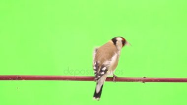 Saka kuşu bir ağaç dalı üzerinde hareket eder.