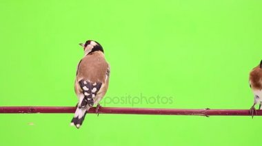 iki sakası bir ağaç dalı üzerinde hareket eder.