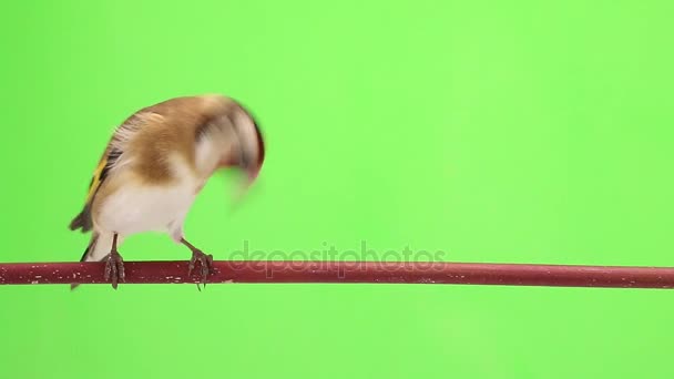 Goldfinch flyttar på en trädgren — Stockvideo