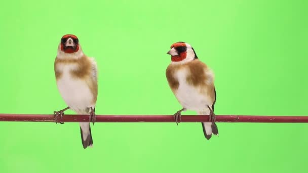 Dois goldfinch se move em um galho de árvore — Vídeo de Stock