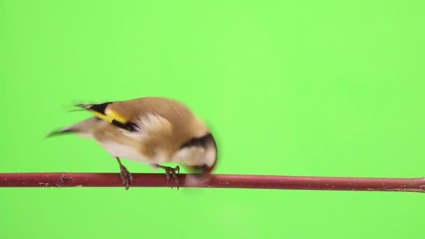 Goldfinch move-se em um galho de árvore — Vídeo de Stock