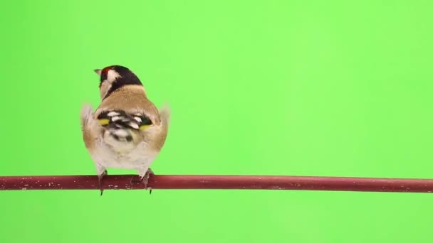 Goldfinch flyttar på en trädgren — Stockvideo