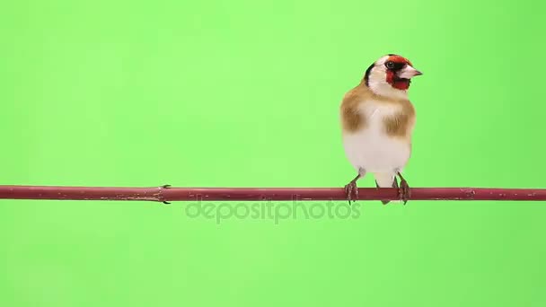 Goldfinch move-se em um galho de árvore — Vídeo de Stock