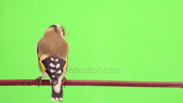 金翅雀在一根树枝上移动 — 图库视频影像