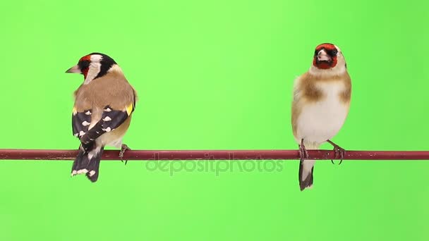 Två goldfinch flyttar på en trädgren — Stockvideo