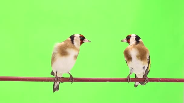 Två goldfinch flyttar på en trädgren — Stockvideo