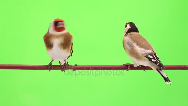 Dois goldfinch se move em um galho de árvore — Vídeo de Stock