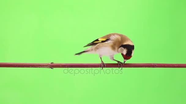 Goldfinch move-se em um galho de árvore — Vídeo de Stock