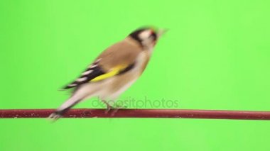 Saka kuşu bir ağaç dalı üzerinde hareket eder. 