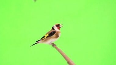 Saka kuşu bir ağaç dalı üzerinde hareket eder.