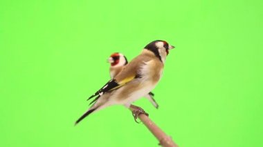 Saka kuşu bir ağaç dalı üzerinde hareket eder.