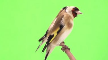 Saka kuşu bir ağaç dalı üzerinde hareket eder.