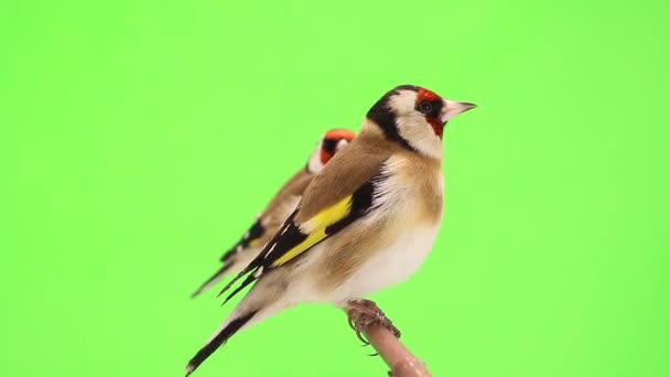 Goldfinch move-se em um galho de árvore — Vídeo de Stock