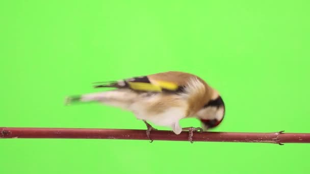 Goldfinch flyttar på en trädgren — Stockvideo