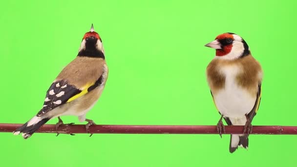 Två goldfinch flyttar på en trädgren — Stockvideo