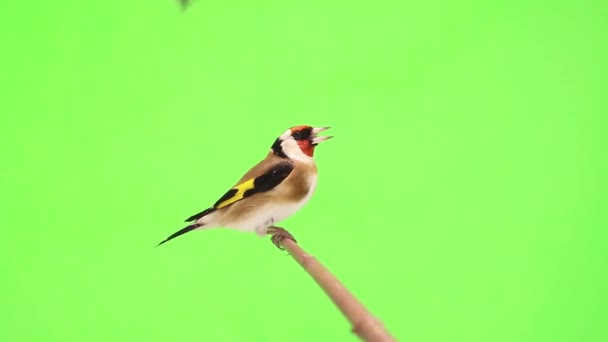 chardonneret se déplace sur une branche d'arbre 