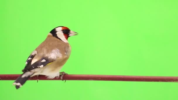 Goldfinch move-se em um galho de árvore — Vídeo de Stock