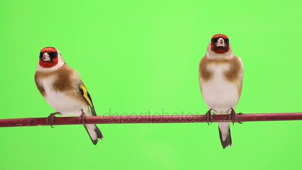 Dois goldfinch se move em um galho de árvore — Vídeo de Stock