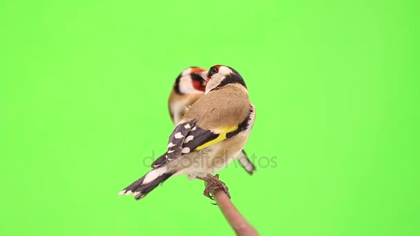 Goldfinch move-se em um galho de árvore — Vídeo de Stock