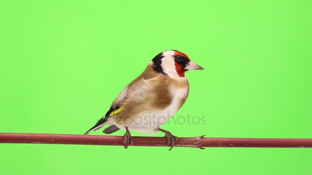 Goldfinch move-se em um galho de árvore — Vídeo de Stock