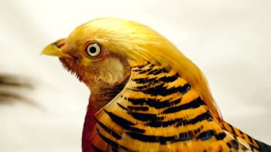 bir beyaz portre erkek altın sülün 