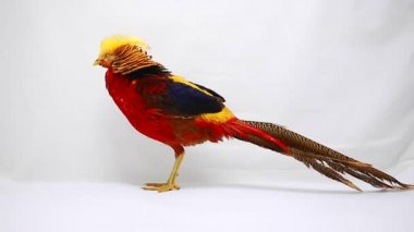 Beyaz bir arka plan üzerinde erkek altın sülün