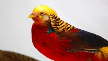 Beyaz bir arka plan üzerinde erkek altın sülün