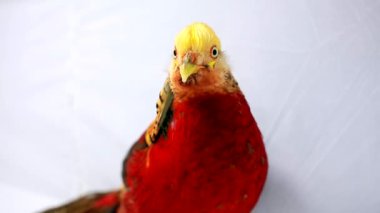 Beyaz bir arka plan üzerinde erkek altın sülün