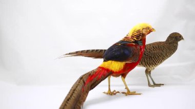 Beyaz bir arka plan üzerinde erkek ve kadın altın sülün