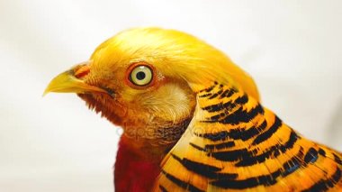 bir beyaz portre erkek altın sülün 