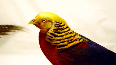 Beyaz bir arka plan üzerinde portre erkek altın sülün