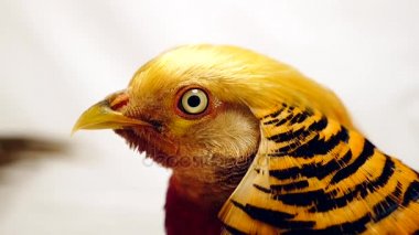 bir beyaz portre erkek altın sülün 