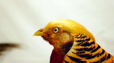 bir beyaz portre erkek altın sülün 