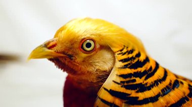 bir beyaz portre erkek altın sülün 