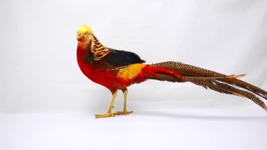 Beyaz bir arka plan üzerinde erkek altın sülün