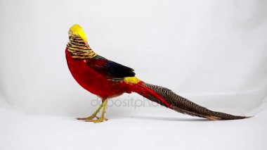 Beyaz bir arka plan üzerinde erkek altın sülün