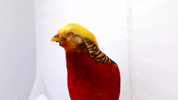 肖像男性黄金只伶俐的野鸡在白色背景上 — 图库视频影像