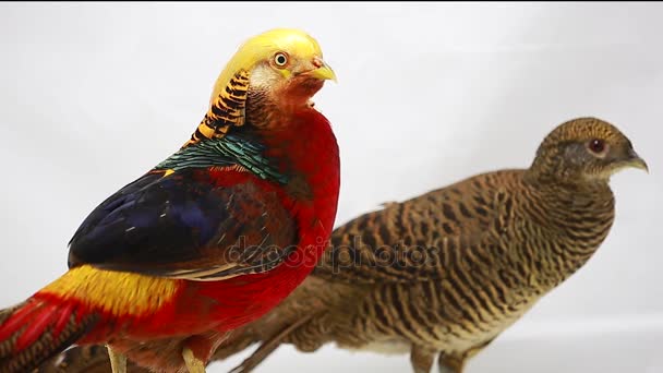 Чоловічий і жіночий золотий фазан на білому тлі — стокове відео
