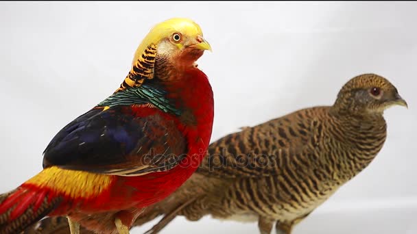 Männlicher und weiblicher Goldfasan auf weißem Hintergrund — Stockvideo