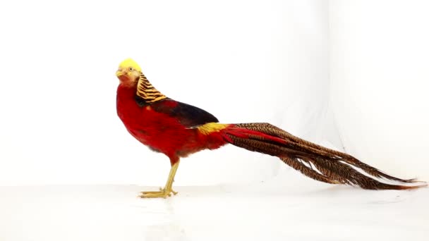 Male gold pheasant on a white background — Stock Video